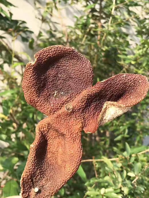 六年老陈皮60g 商品图5