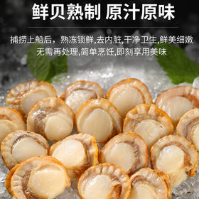 大连长海 状元海栉孔贝肉