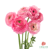 洋牡丹-超级-蜜桃西柚 5枝1扎 商品缩略图0