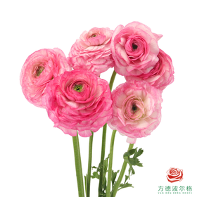 洋牡丹-超级-蜜桃西柚 5枝1扎