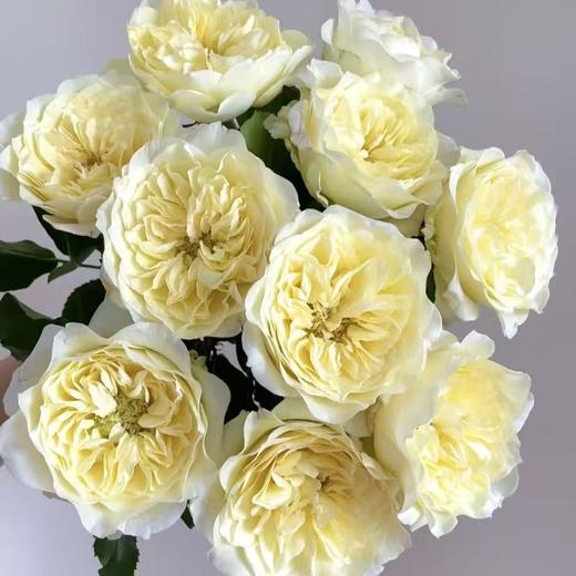 窒息单头玫瑰丨A级花材 商品图0