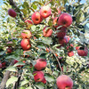 【疯狂星期五】产地直发 新疆阿克苏苹果 中果/大果/礼盒装 商品缩略图5