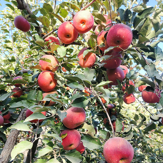 【疯狂星期五】产地直发 新疆阿克苏苹果 中果/大果/礼盒装 商品图5