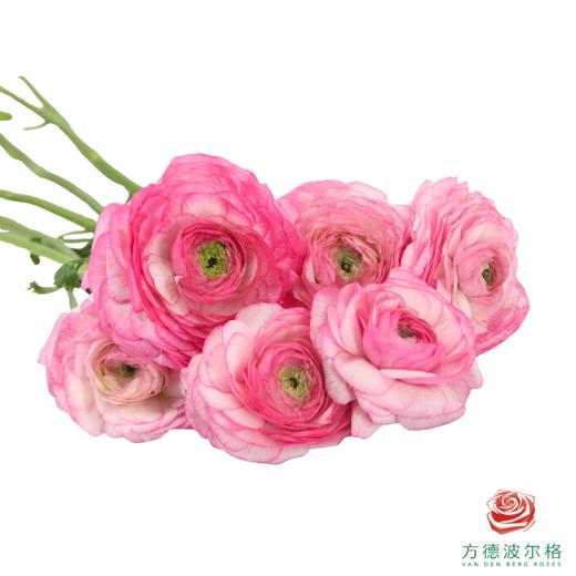 洋牡丹-超级-蜜桃西柚 5枝1扎 商品图2