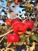 甘肃高糖秦脆苹果 商品缩略图2