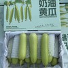 奶油小黄瓜【2斤装】~嘎嘎新鲜，嘎嘎爽脆，干燥季节补水神器。 商品缩略图0