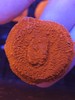 红瓦片MM 商品缩略图0
