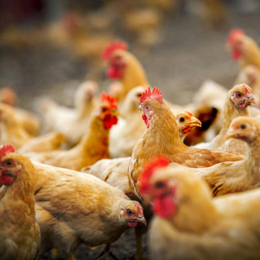 【200积分+69元】物源初见 黄油老母鸡2只装 2.2-2.5斤/只 林间散养肉质劲道 商品图3