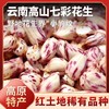 云南老品种七彩花生400g 原味/咸干味 人工挑选 颗粒饱满 商品缩略图0