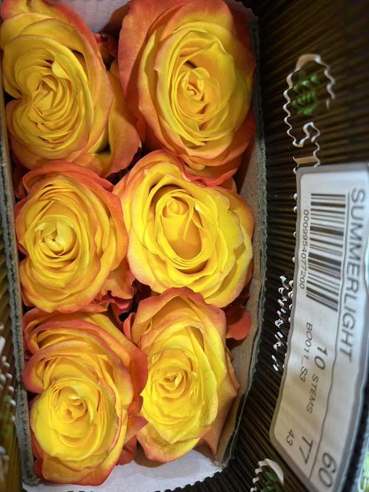 厄瓜多尔进口玫瑰Summerlight夏日光10支 商品图0