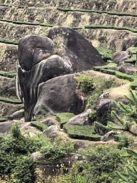 2025秋 [强力推荐] 神兽谷  传统清香铁观音 100克起