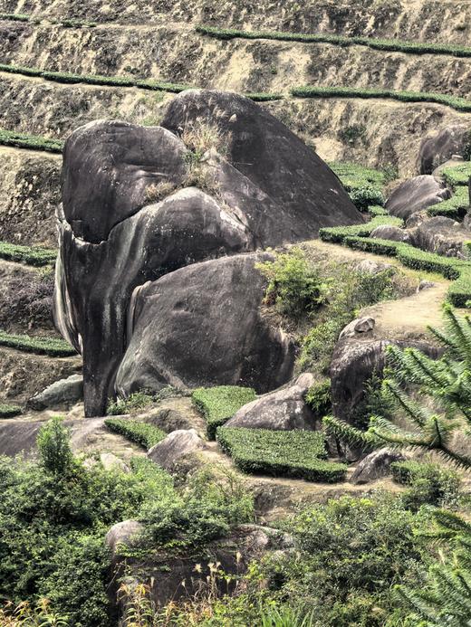 2025秋 [强力推荐] 神兽谷  传统清香铁观音 100克起 商品图0