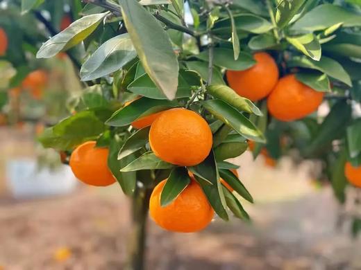 柑橘天花板！米其林三星同款浙江临海涌泉蜜桔 超好吃！ 商品图8