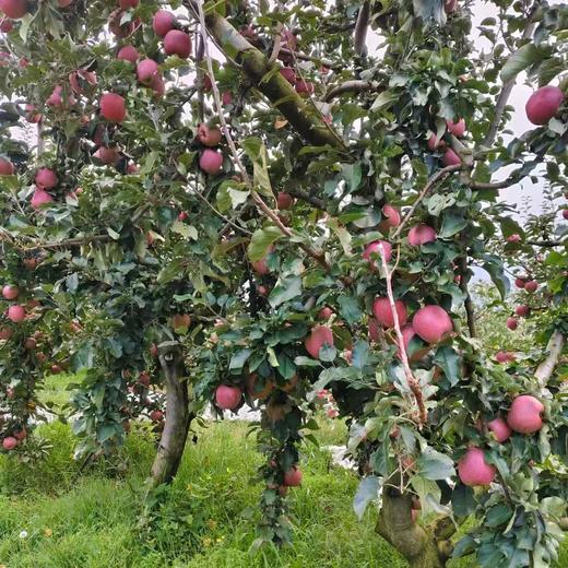010昭通丑苹果| Yunnan Apple  长得丑但真的好吃  高原自然熟 脆甜可口 越嚼越香 带皮啃才过瘾 商品图1