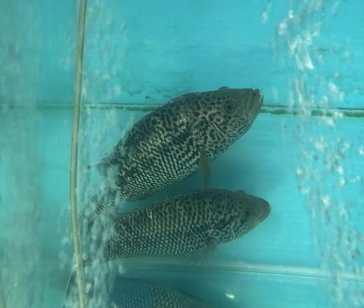 606 吊水花斑  劏前重约1.2斤/条 保证单日活鱼现劏现发 商品图0