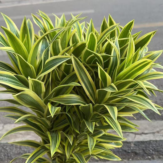 金边·百合竹 商品图1