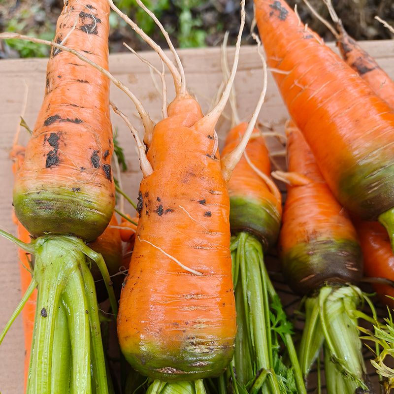 福利购 量大更优惠 | 驴家自产生态萝卜 自然种植，无化肥无农药
