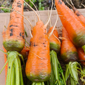 福利购 量大更优惠 | 驴家自产生态萝卜 自然种植，无化肥无农药