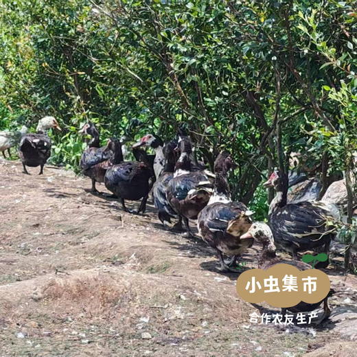 生态散养番鸭 | 合作农友生产，产自广州从化，生产者：郭锐 *【公平贸易农人定价】 商品图7