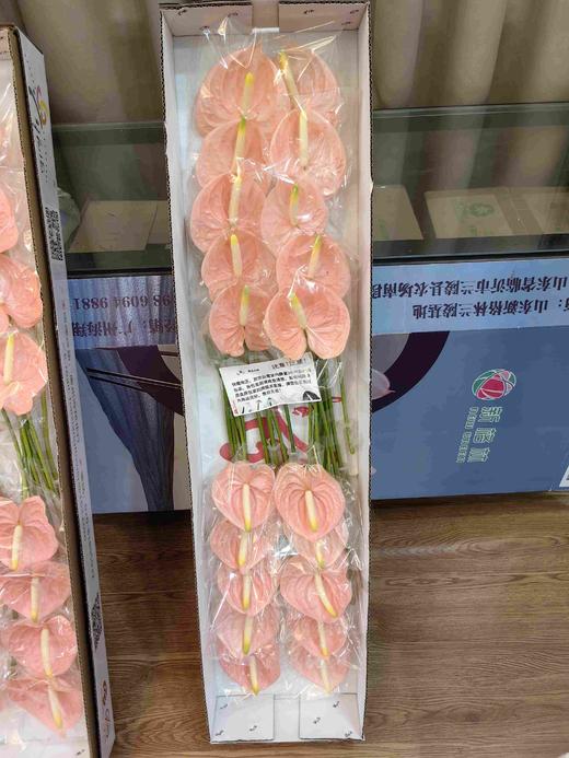 干杯粉掌20支 商品图0