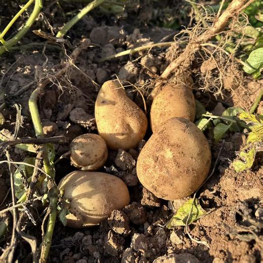 丨有机丨 内蒙高原土豆 5斤/箱 商品图5