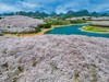 贵州平坝樱花、“夜郎天路“&”星空洞”探秘、鲍家屯油菜花、羊皮洞瀑布、悬崖下的化屋村、九洞天6天摄影团 商品缩略图10