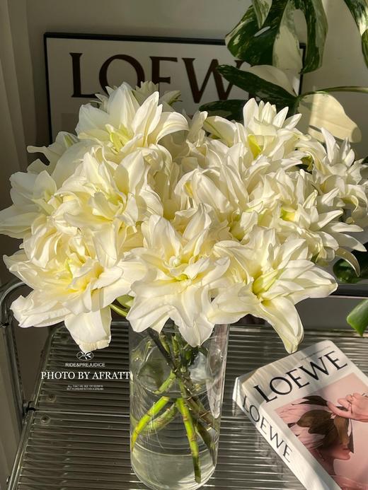 【满眼皆是重瓣百合】女神重瓣百合多头1支4朵+泽塔重瓣百合3头1支3朵+冲浪者重瓣百合1支4朵+碧海蓝吸色重瓣百合1支4朵/份 商品图7