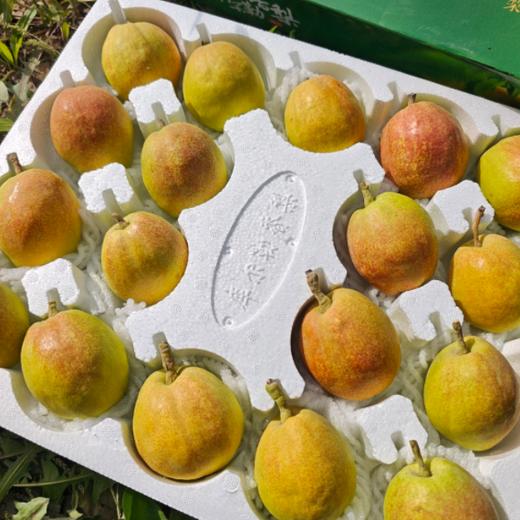 【分仓直发包邮】新疆库尔勒香梨5斤装 商品图3