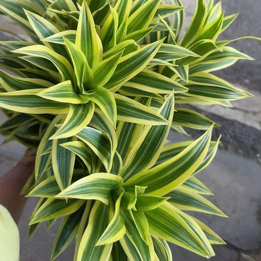 金边·百合竹 商品图2