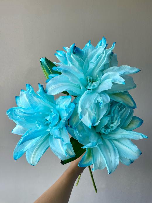 【满眼皆是重瓣百合】女神重瓣百合多头1支4朵+泽塔重瓣百合3头1支3朵+冲浪者重瓣百合1支4朵+碧海蓝吸色重瓣百合1支4朵/份 商品图4