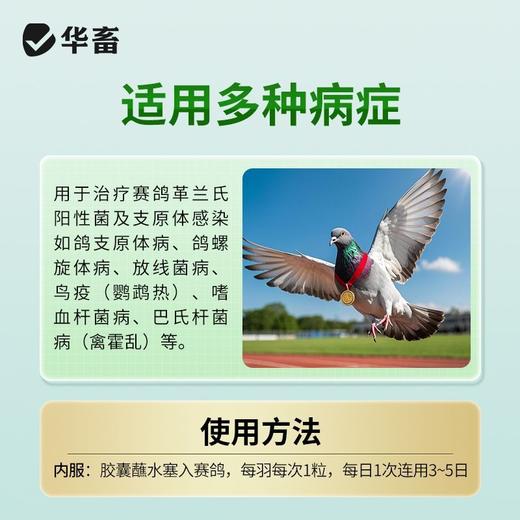 华畜兽药兽用酒石酸泰乐菌素胶囊小鸡鸭赛鸽子咳嗽气喘肺炎支原体 商品图4