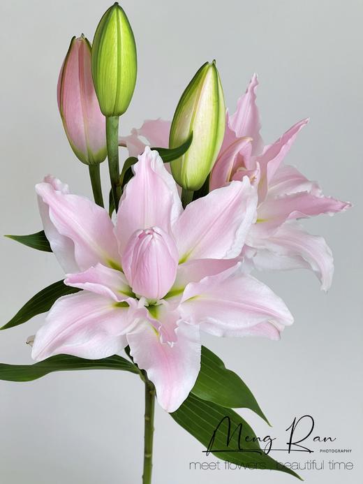 【满眼皆是重瓣百合】女神重瓣百合多头1支4朵+泽塔重瓣百合3头1支3朵+冲浪者重瓣百合1支4朵+碧海蓝吸色重瓣百合1支4朵/份 商品图6