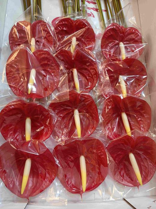 红掌火焰24支 商品图1