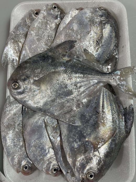 【码头直发 野生带鱼/贻贝/鲳鱼】正宗舟山带鱼  雷达网带  网带更鲜嫩    肉质鲜嫩  肚皮肥油  介意慎拍 舟山市沈家门码头产地直发！ 商品图10