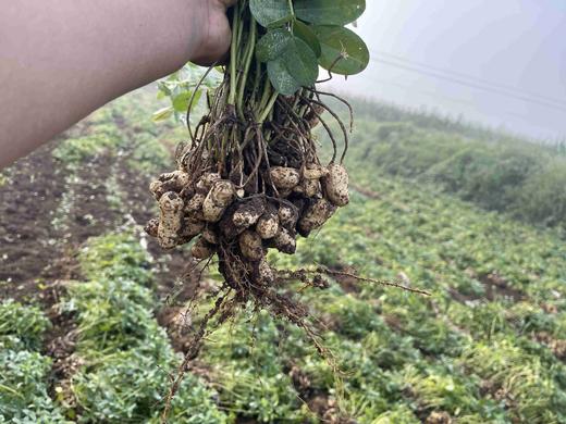 【丽姐农场胶东生态甜花生】晒干发货 3斤/5斤 顺丰快递 商品图2