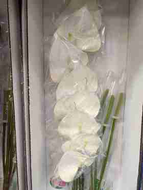 耳语白色掌16支