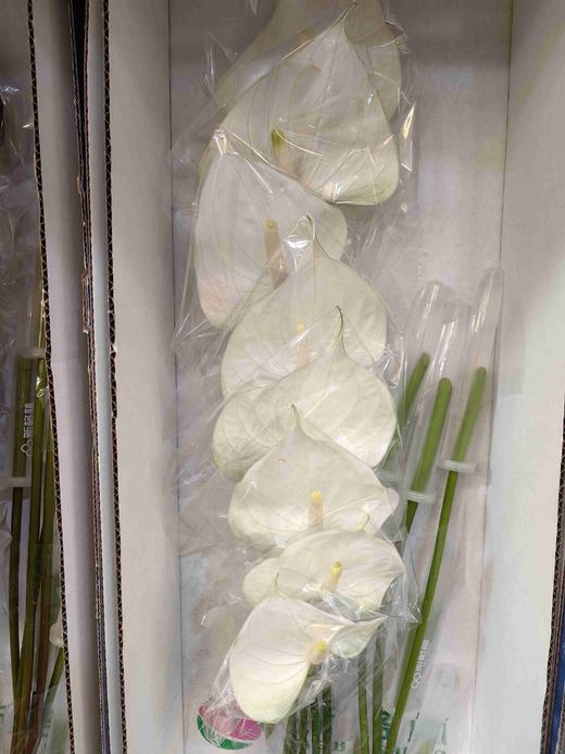 耳语白色掌16支 商品图0