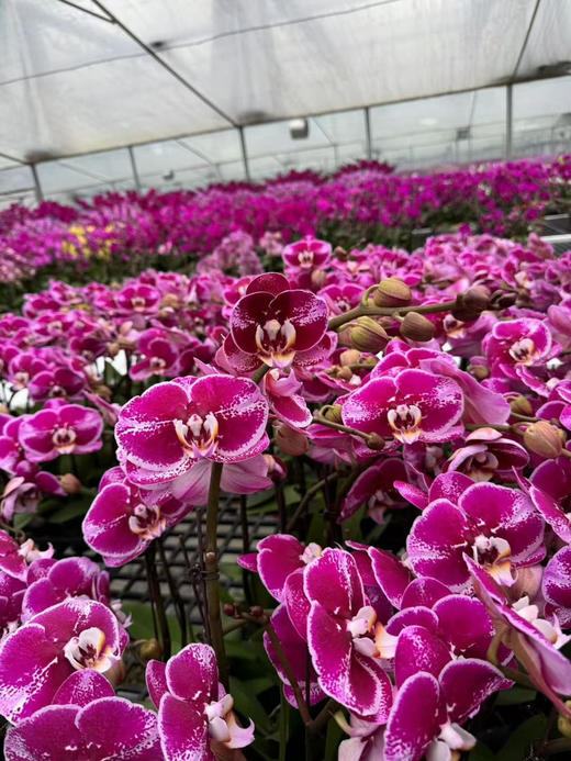 【2025.10.31】特价：3寸A级蝴蝶兰金彩15.9（现货，下单即可到店自提） 商品图1