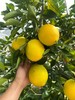 【赣州直发】不慌不忙，渐渐变黄， 顺应天时，自然成熟！🍊赣南脐橙11月5号开园 ，前期挑成熟度高的橙子发出，全国包邮。 商品缩略图8