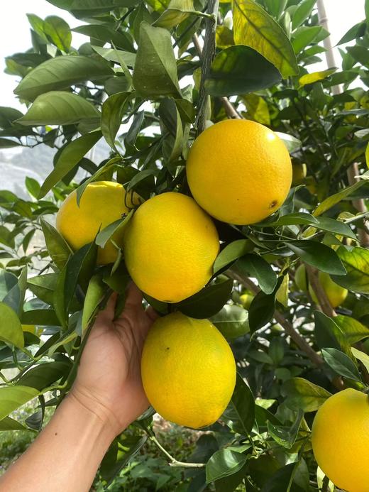 【赣州直发】不慌不忙，渐渐变黄， 顺应天时，自然成熟！🍊赣南脐橙11月5号开园 ，前期挑成熟度高的橙子发出，全国包邮。 商品图8