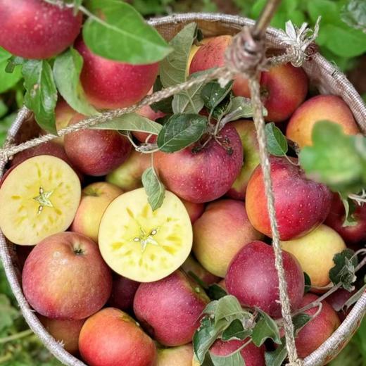 大凉山盐源糖心丑苹果【愿每一颗苹果走出大山，更希望大山里的果农们能走出大山多看看外面的世界】 商品图3