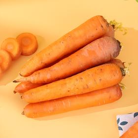 心无杂念的胡萝卜，扎根高原，才能甜得毫无杂质 内蒙高原胡萝卜 5斤/箱