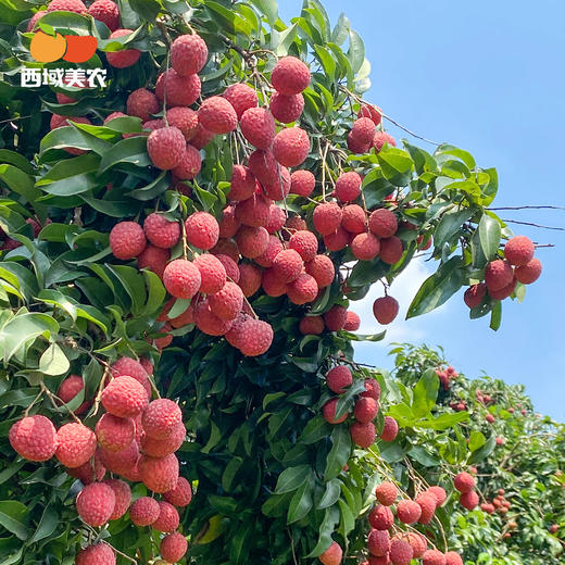 西域美农 冻眠仙进奉荔枝  仙进奉荔枝液氮锁鲜  甜而不腻  顺丰冷链发货 商品图4