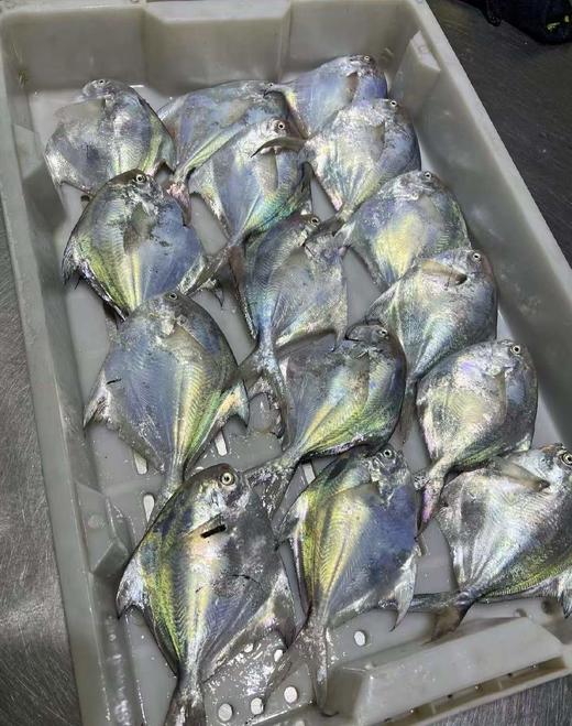 【码头直发 野生带鱼/贻贝/鲳鱼】正宗舟山带鱼  雷达网带  网带更鲜嫩    肉质鲜嫩  肚皮肥油  介意慎拍 舟山市沈家门码头产地直发！ 商品图11