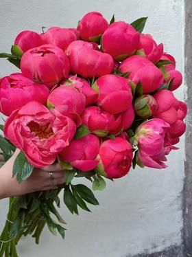 新西兰进口芍药西瓜红coral sunset 1支