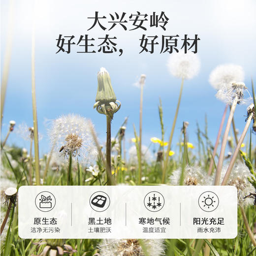 【有机蔓越莓】野生蒲公英根 215g/瓶 商品图4