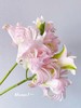 【满眼皆是重瓣百合】女神重瓣百合多头1支4朵+泽塔重瓣百合3头1支3朵+冲浪者重瓣百合1支4朵+碧海蓝吸色重瓣百合1支4朵/份 商品缩略图2