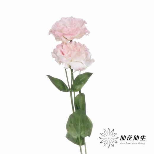 洋桔梗 | 小粉兔 商品图2