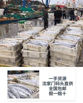 【码头直发 野生带鱼/贻贝/鲳鱼】正宗舟山带鱼  雷达网带  网带更鲜嫩    肉质鲜嫩  肚皮肥油  介意慎拍 舟山市沈家门码头产地直发！
