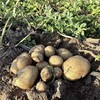丨有机丨 内蒙高原土豆 5斤/箱 商品缩略图6